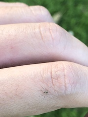 Tamopsis