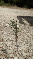 Plantago sempervirens