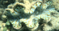 Tridacna squamosa