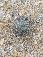 Steromphala umbilicalis