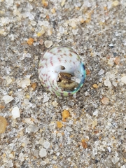 Steromphala umbilicalis