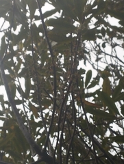 Myrsine salicina