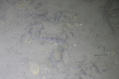 Gobiomorphus cotidianus