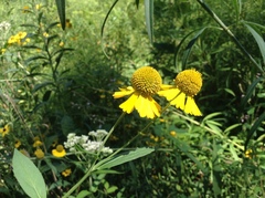 Helenium autumnale