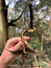 Fletchamia mediolineata