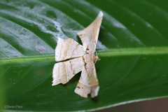 Krananda latimarginaria