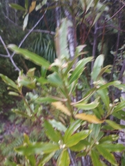 Myrsine salicina