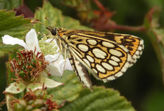 Heteropterus morpheus