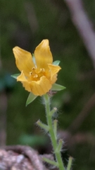 Thladiantha nudiflora
