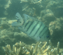 Abudefduf bengalensis