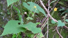 Thladiantha nudiflora