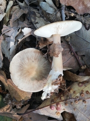 Rhodocollybia
