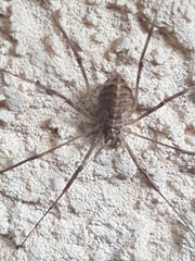 Opilio saxatilis