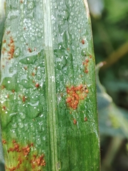 Puccinia graminis