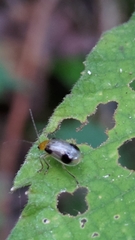 Paridea taiwana
