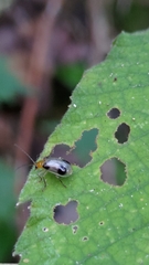 Paridea taiwana