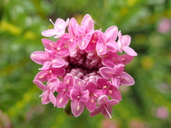 Pimelea ferruginea