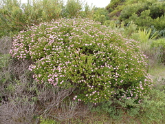 Pimelea ferruginea