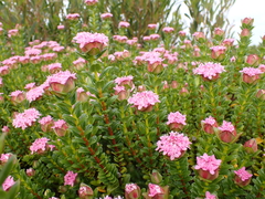 Pimelea ferruginea