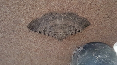 Polydesma boarmoides