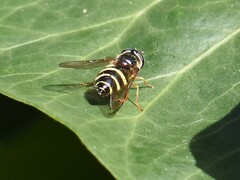 Dasysyrphus tricinctus
