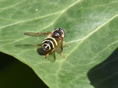Dasysyrphus tricinctus