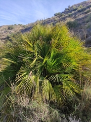 Chamaerops humilis