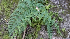 Dennstaedtia scandens