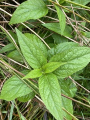 Eupatorium cannabinum