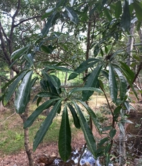Planchonella pohlmaniana