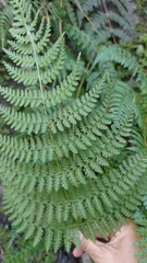 Dennstaedtia scandens