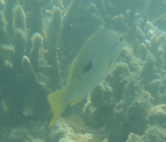 Lutjanus fulviflamma