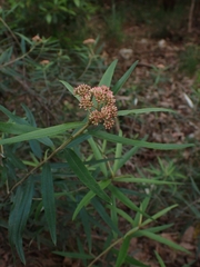 Ozothamnus argophyllus
