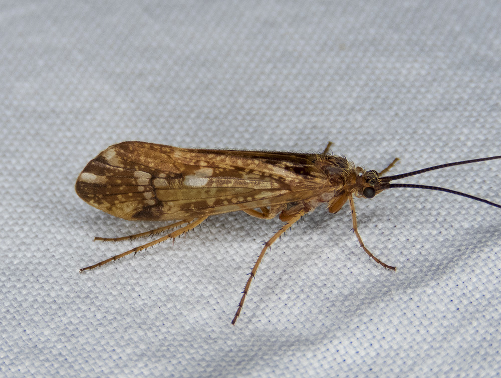 Limnephilus kalama