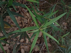 Ozothamnus argophyllus