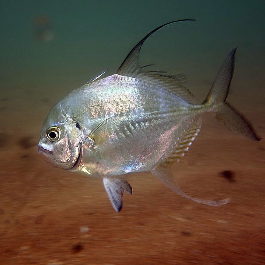 Bumpnose Trevally