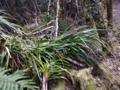 Freycinetia banksii