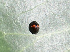 Chilocorus bipustulatus