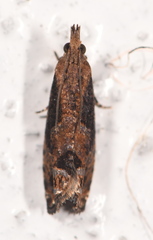 Strepsicrates sideritis