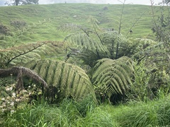 Cyathea medullaris