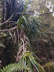 Freycinetia banksii