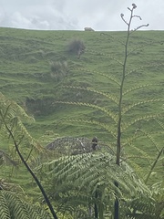 Cyathea medullaris