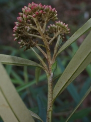 Ozothamnus argophyllus