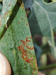 Puccinia graminis