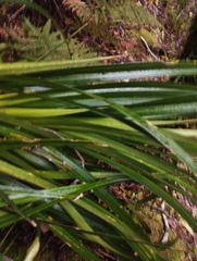Freycinetia banksii