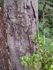 Dacrydium cupressinum