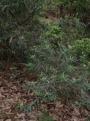 Ozothamnus argophyllus