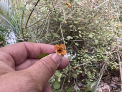 Rhabdothamnus solandri