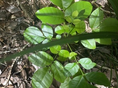 Dysoxylum spectabile