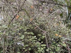 Rhabdothamnus solandri